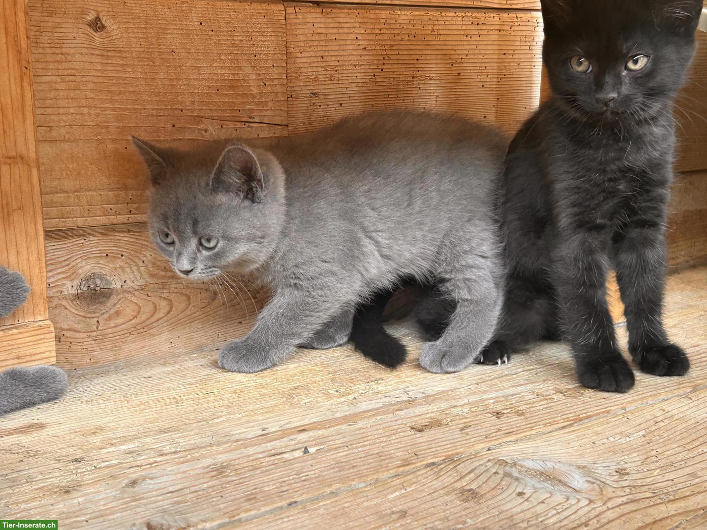 Bild 2: BKH-Mix Kitten suchen ihren Lebensplatz