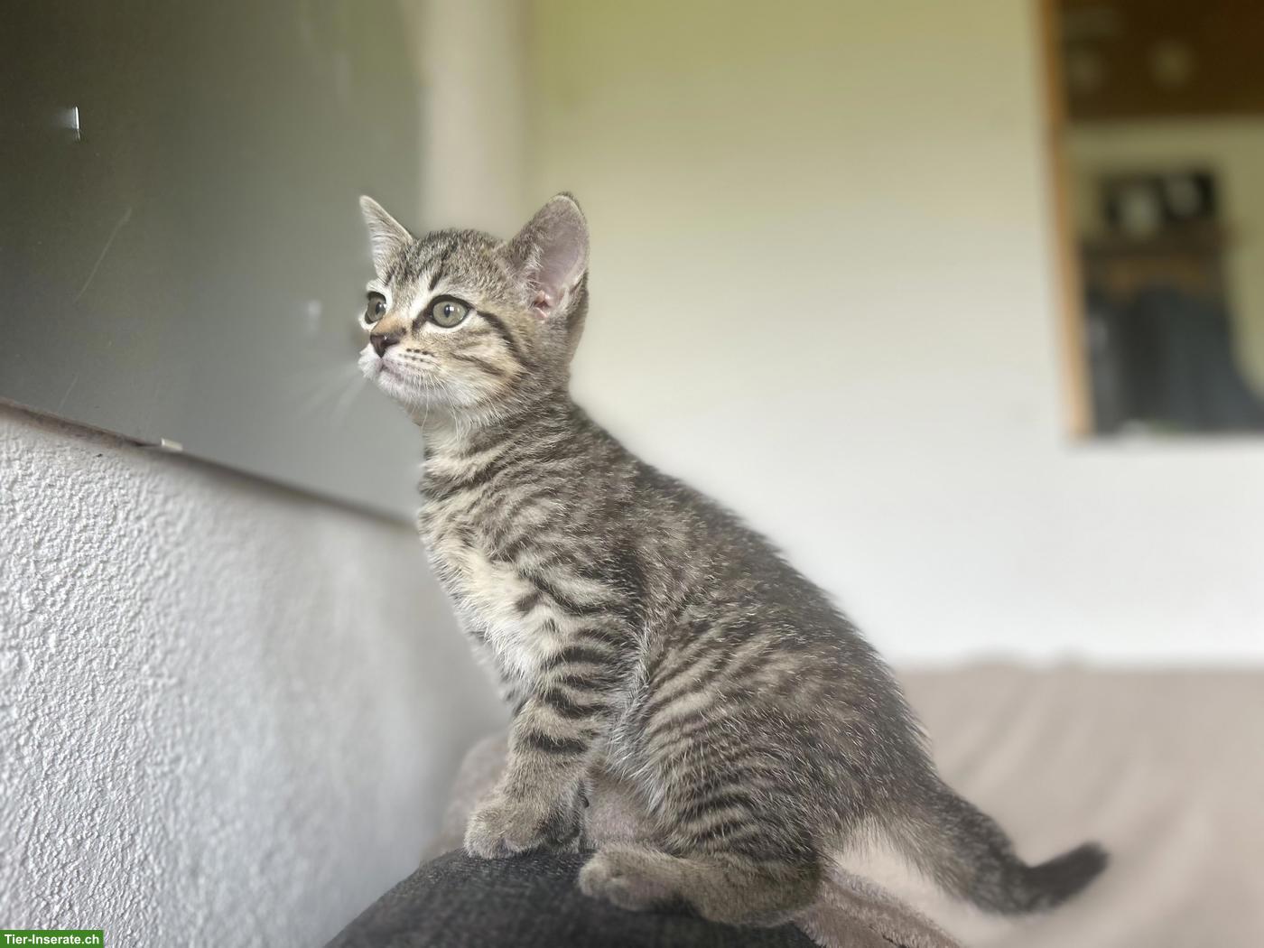 Bild 3: BKH-Mix Kitten suchen ihren Lebensplatz