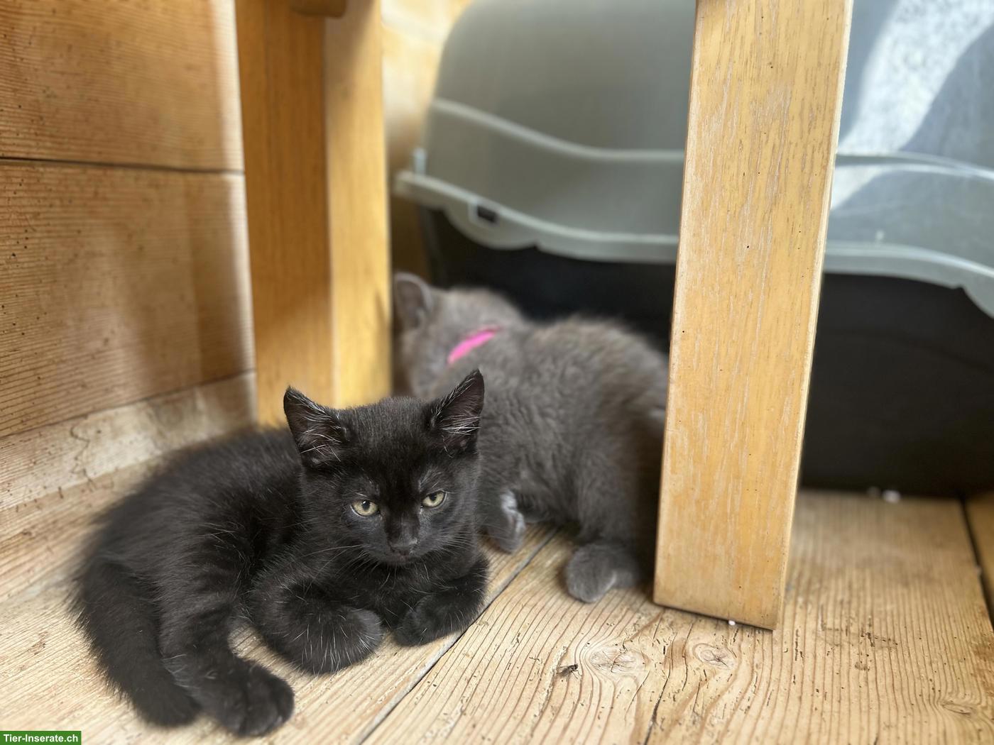 Bild 4: BKH-Mix Kitten suchen ihren Lebensplatz