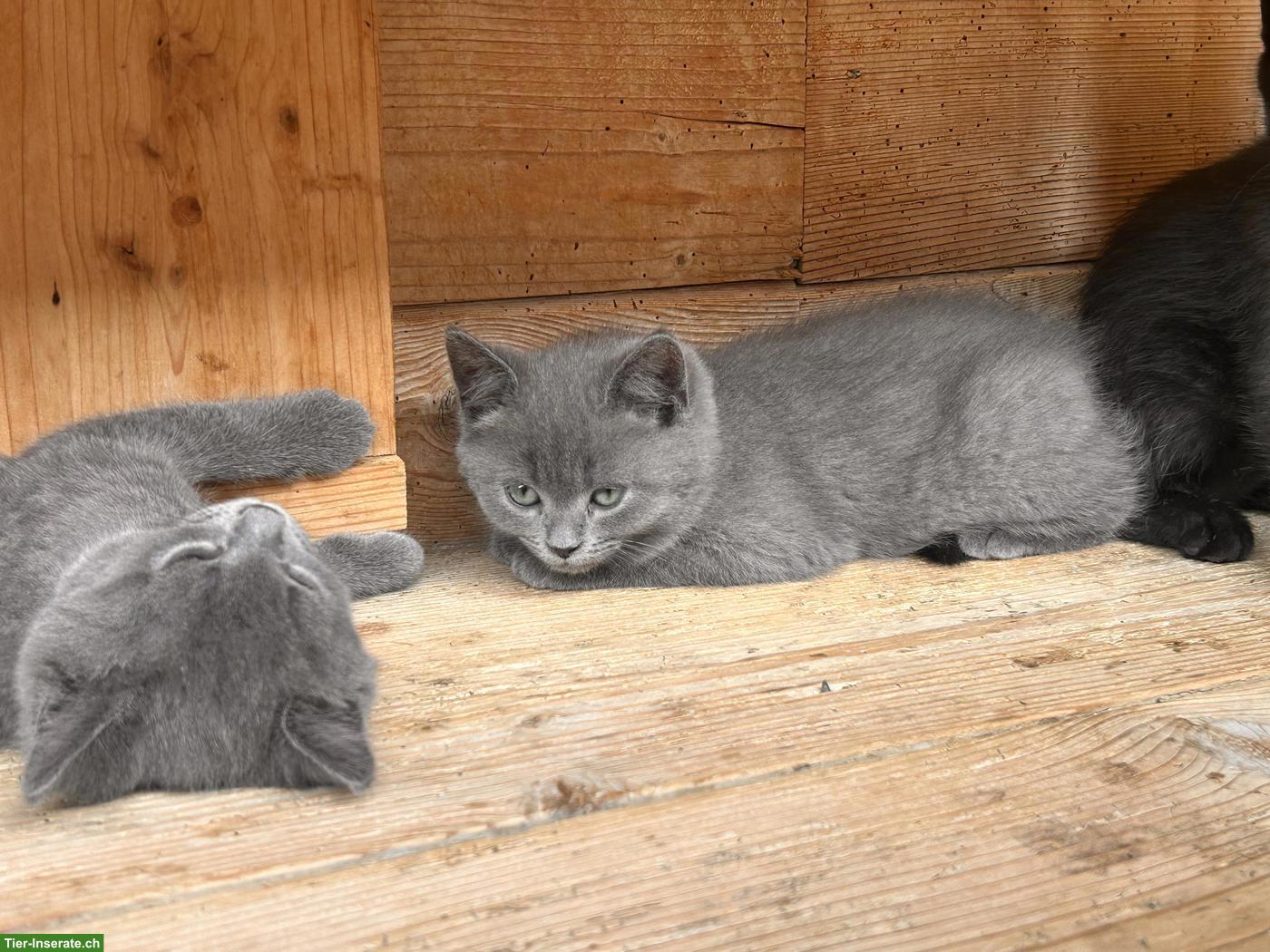 Bild 5: BKH-Mix Kitten suchen ihren Lebensplatz