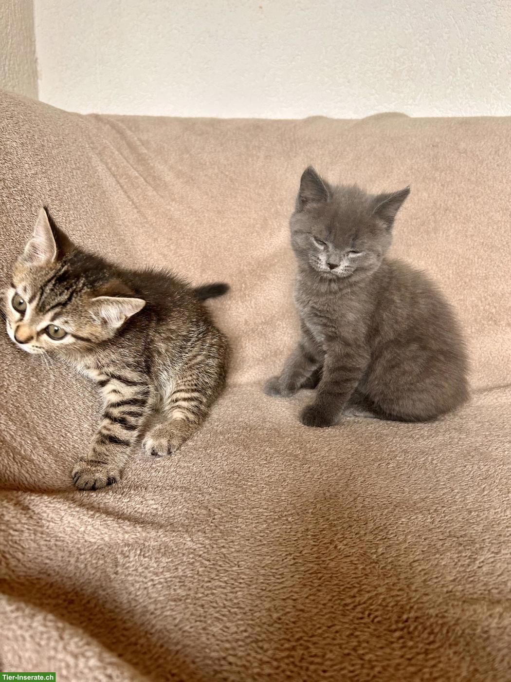 Bild 6: BKH-Mix Kitten suchen ihren Lebensplatz