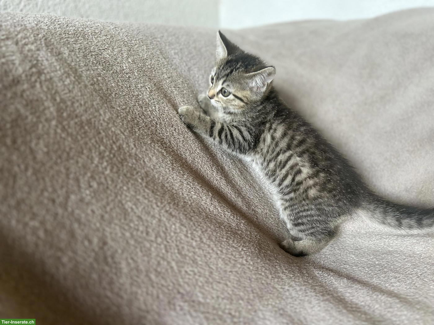 Bild 7: BKH-Mix Kitten suchen ihren Lebensplatz
