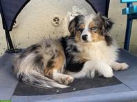 Mini Australian Shepherd Hündin, blue merle mit blauen Augen