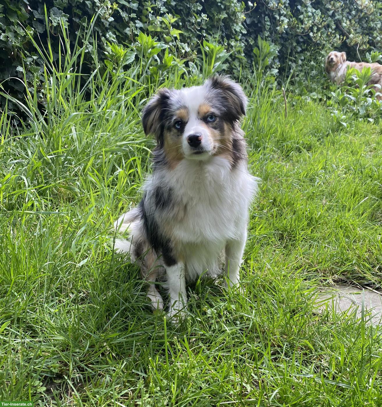 Bild 2: Mini Australian Shepherd Hündin, blue merle mit blauen Augen