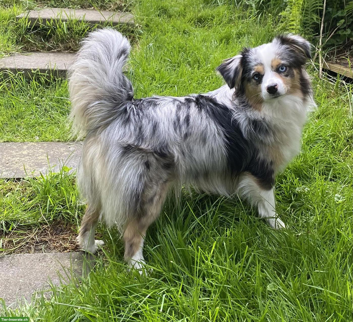 Bild 3: Mini Australian Shepherd Hündin, blue merle mit blauen Augen
