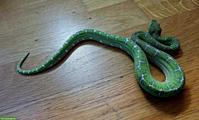 Corallus batesii 0.1 (Weibchen)