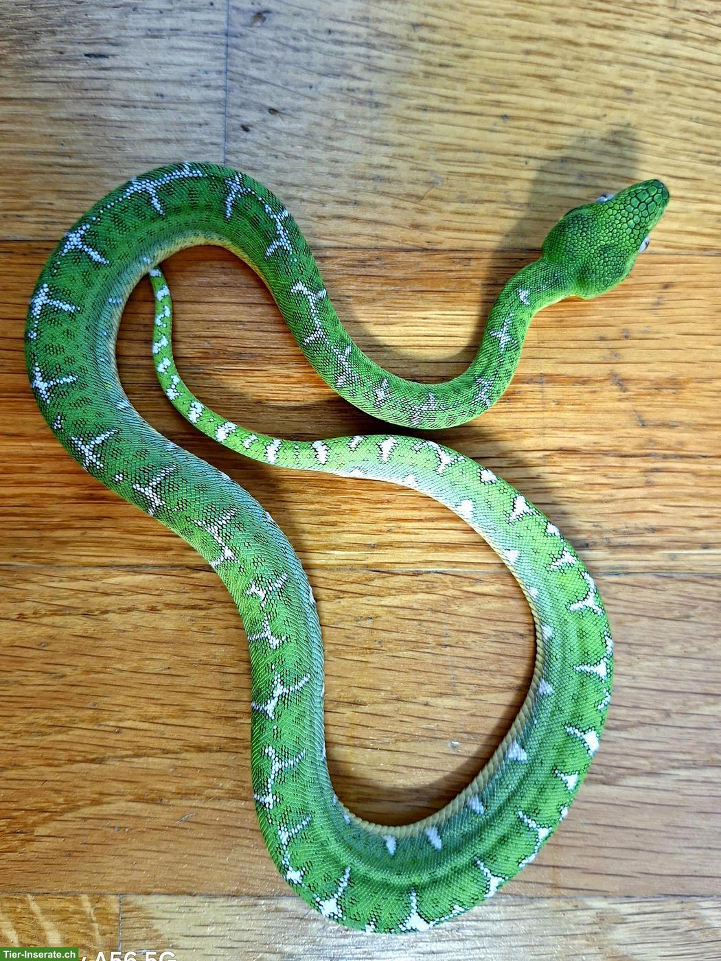 Bild 2: Corallus batesii 0.1 (Weibchen)