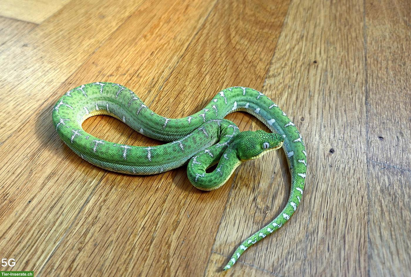 Bild 3: Corallus batesii 0.1 (Weibchen)