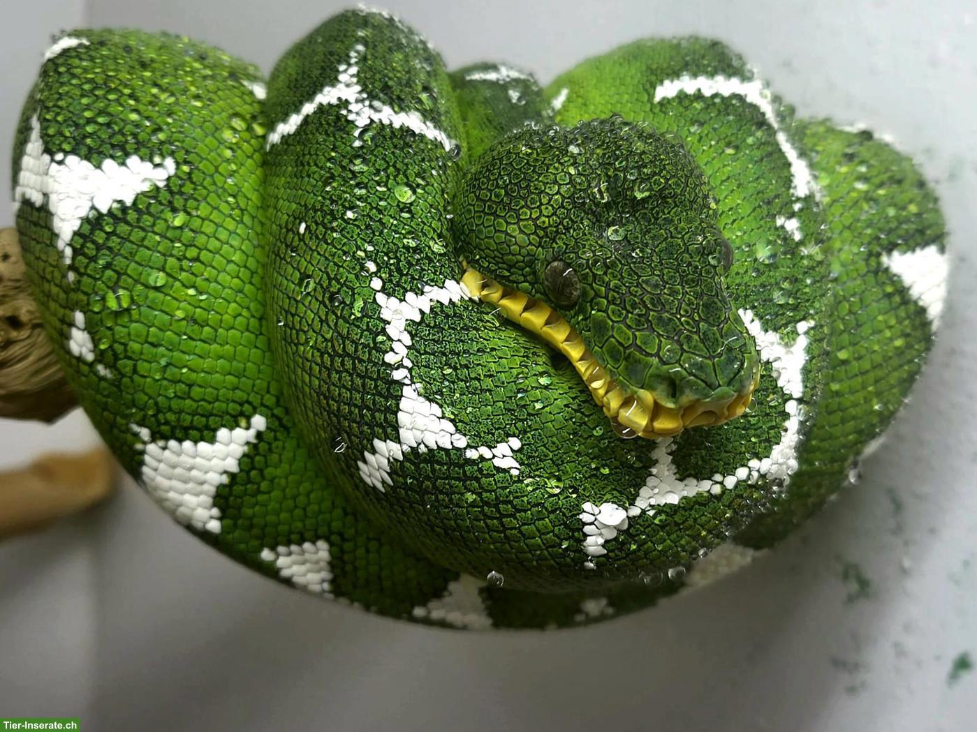 Bild 4: Corallus batesii 0.1 (Weibchen)