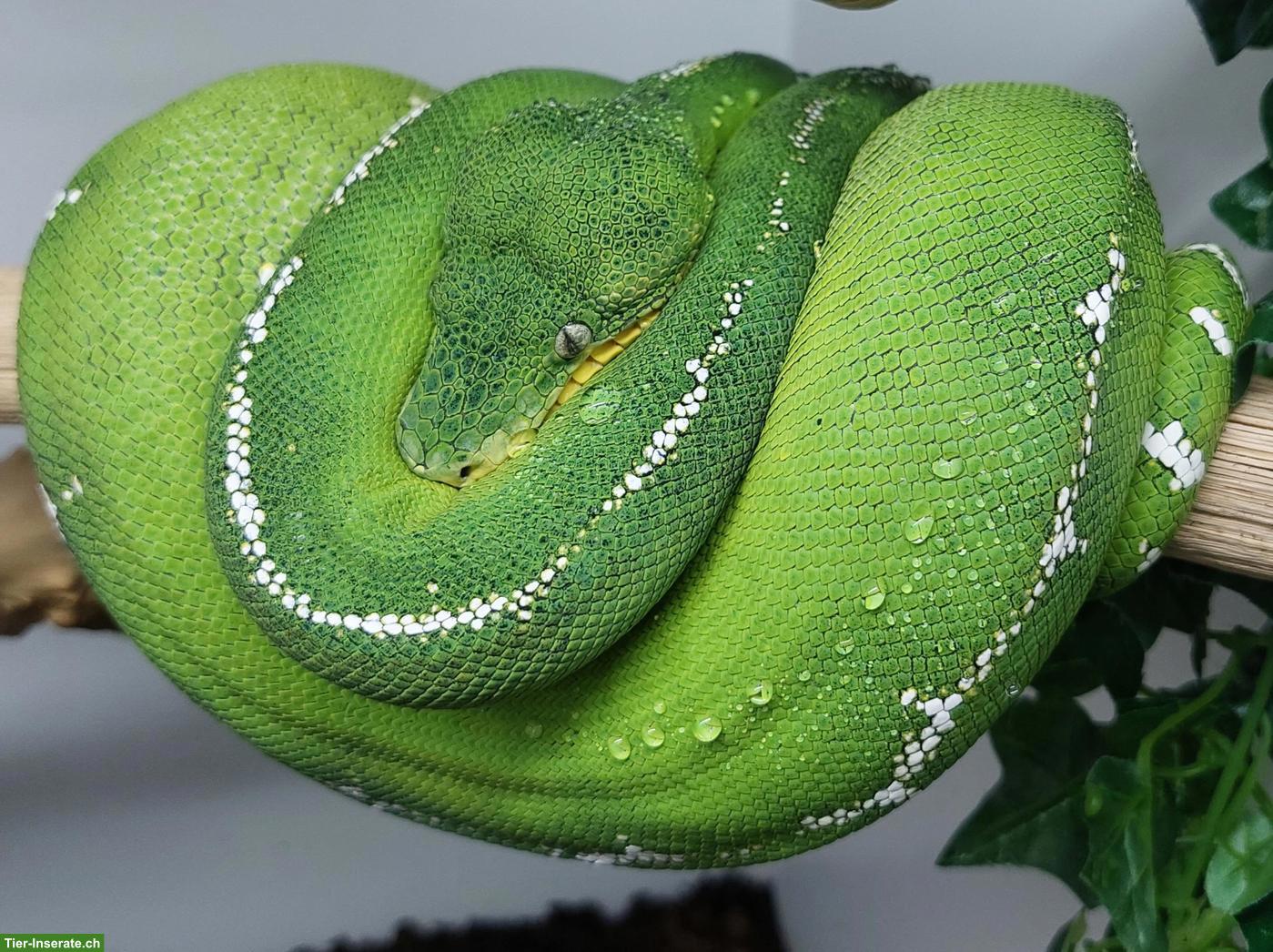 Bild 5: Corallus batesii 0.1 (Weibchen)