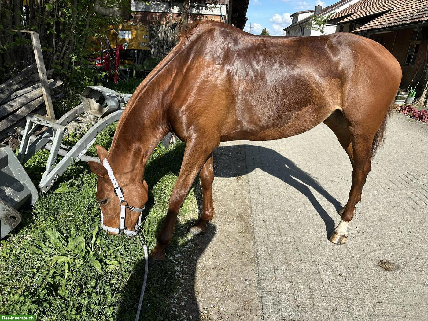 Liebe 5-jährige Vollblut-Stute sucht passenden Freizeitplatz