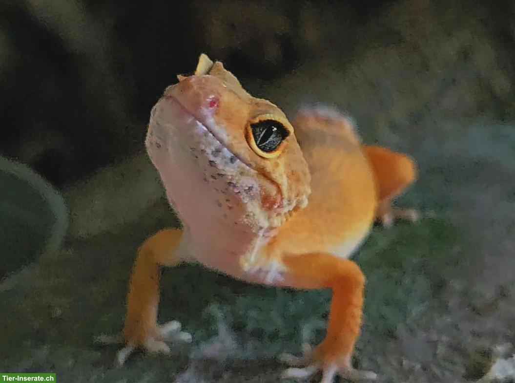 1-jähriges Leopardgecko Weibchen aus eigener Nachzucht