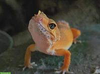 1-jähriges Leopardgecko Weibchen aus eigener Nachzucht
