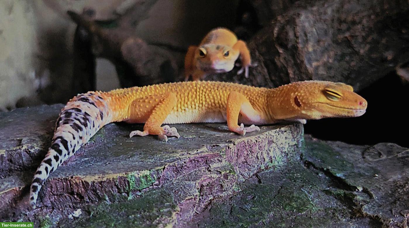 Bild 2: 1-jähriges Leopardgecko Weibchen aus eigener Nachzucht