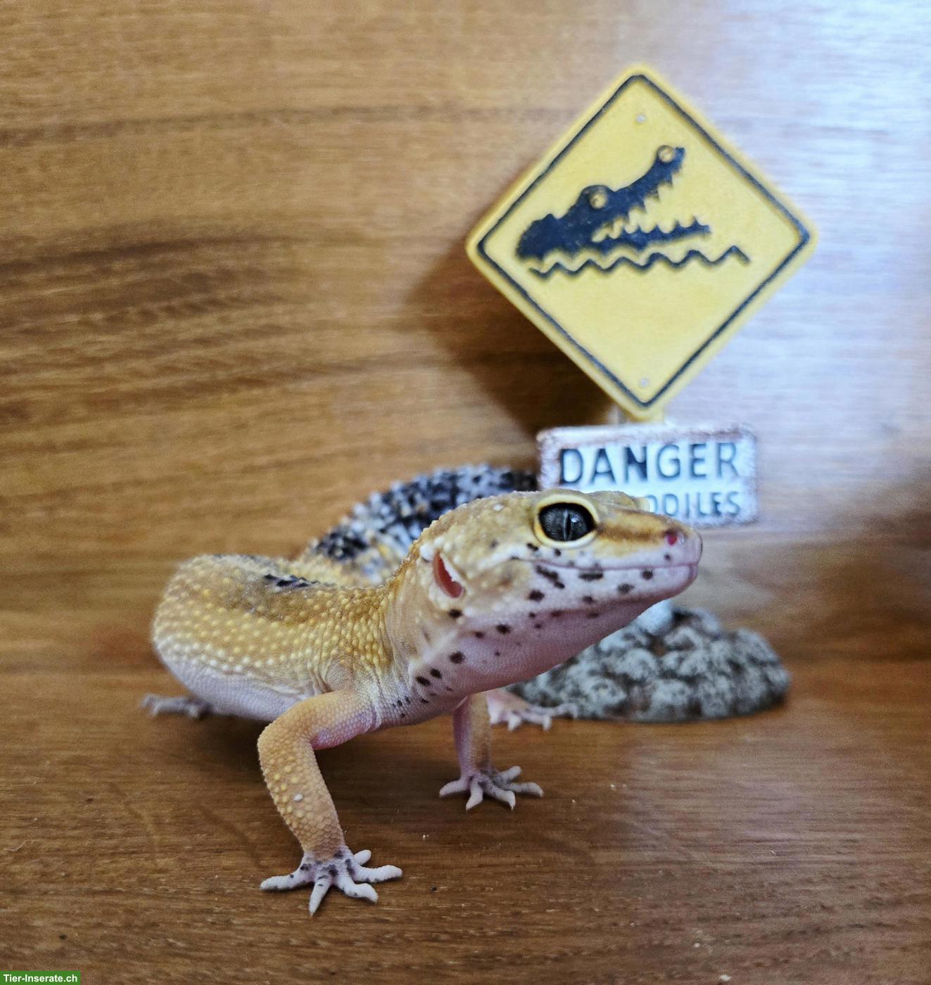 1-jährige Leopardgecko Dame aus eigener Nachzucht