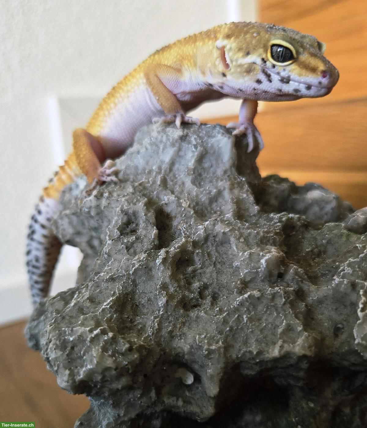 Bild 2: 1-jährige Leopardgecko Dame aus eigener Nachzucht