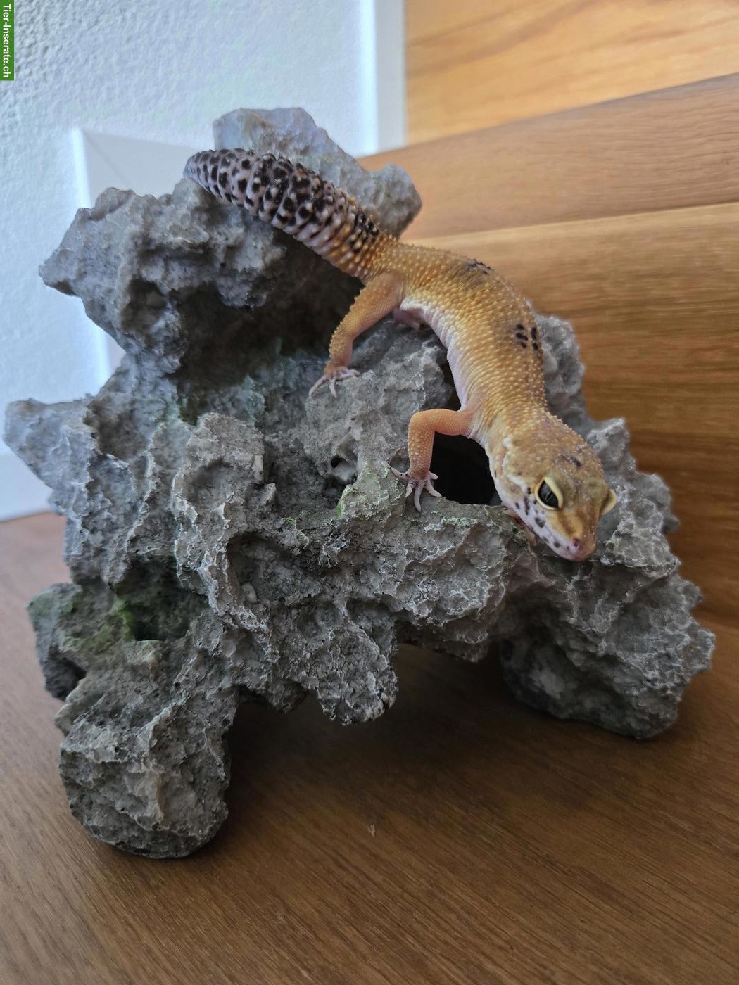 Bild 3: 1-jährige Leopardgecko Dame aus eigener Nachzucht
