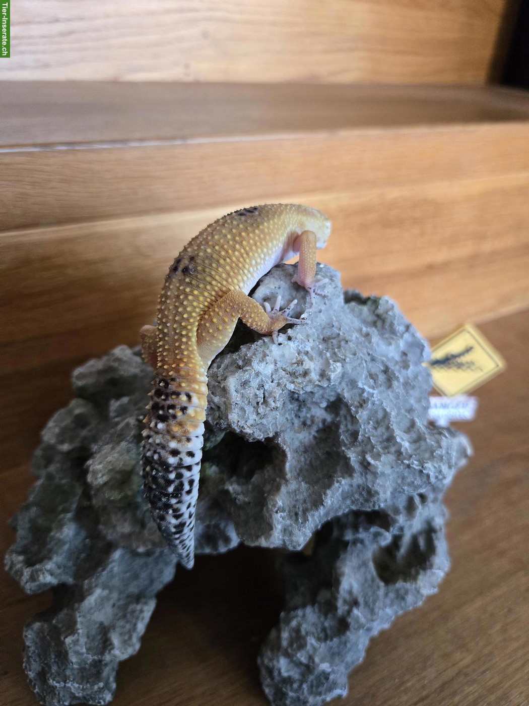 Bild 4: 1-jährige Leopardgecko Dame aus eigener Nachzucht