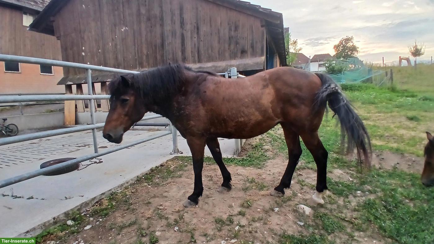 Quarter Horse Mix Stute, Kinder- & Familienpferd oder Therapiepferd