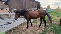 Quarter Horse Mix Stute, Kinder- & Familienpferd oder Therapiepferd