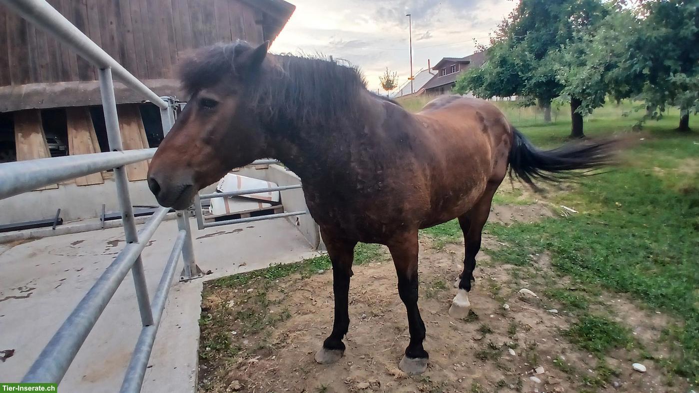 Bild 2: Quarter Horse Mix Stute, Kinder- & Familienpferd oder Therapiepferd