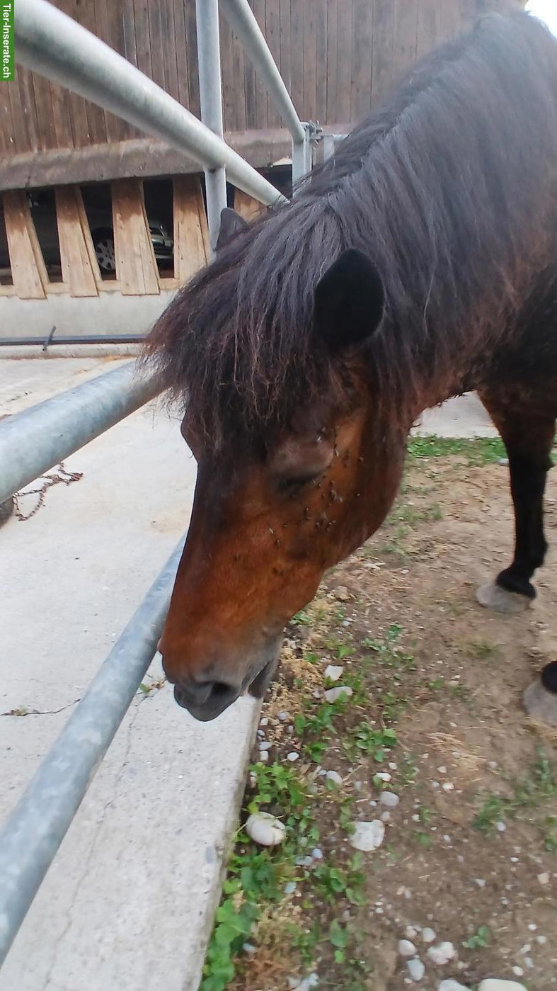 Bild 3: Quarter Horse Mix Stute, Kinder- & Familienpferd oder Therapiepferd