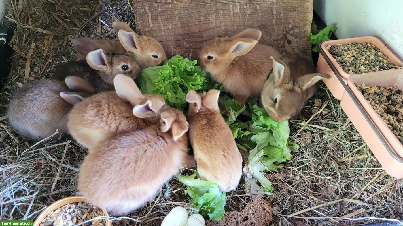 7 Kaninchen zu verkaufen, Rex x Burgunder Mix