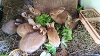 7 Kaninchen zu verkaufen, Rex x Burgunder Mix