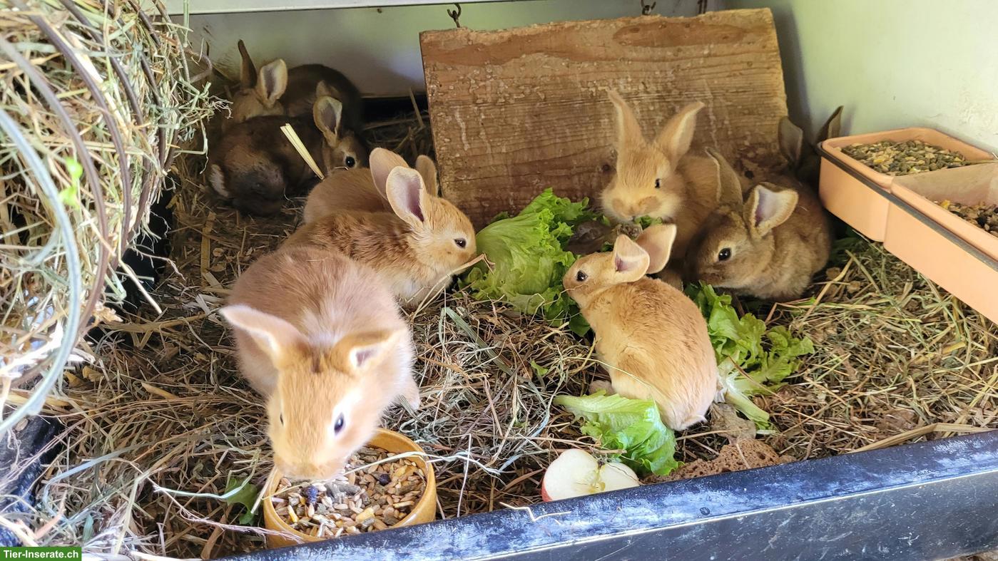 Bild 2: 7 Kaninchen zu verkaufen, Rex x Burgunder Mix