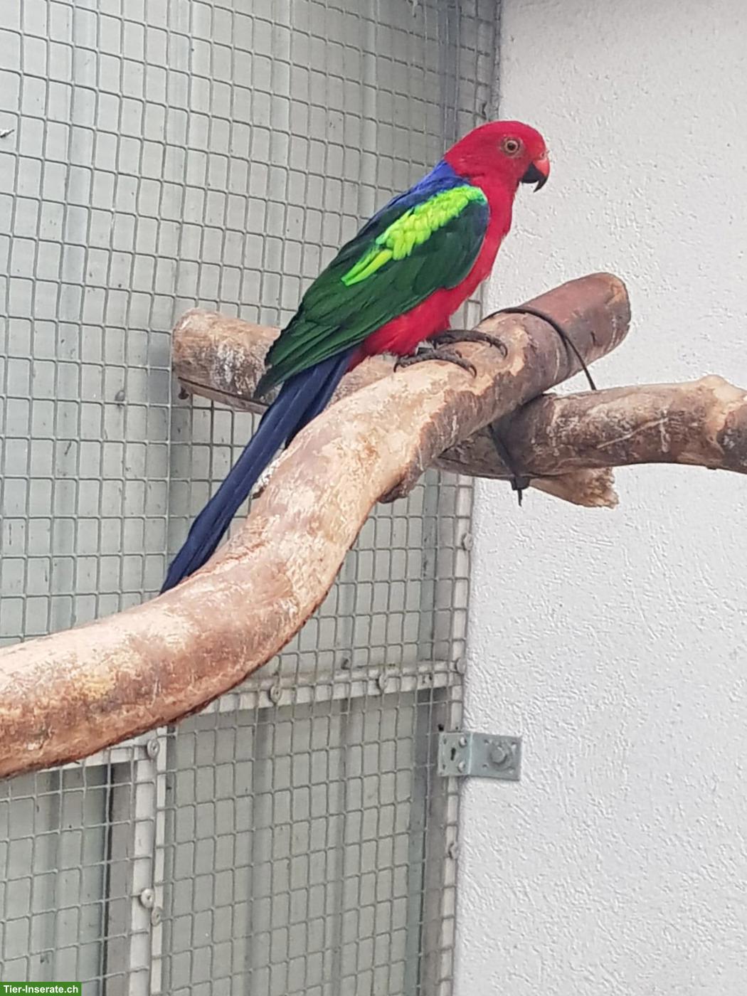 Grünflügel-Königssittiche abzugeben