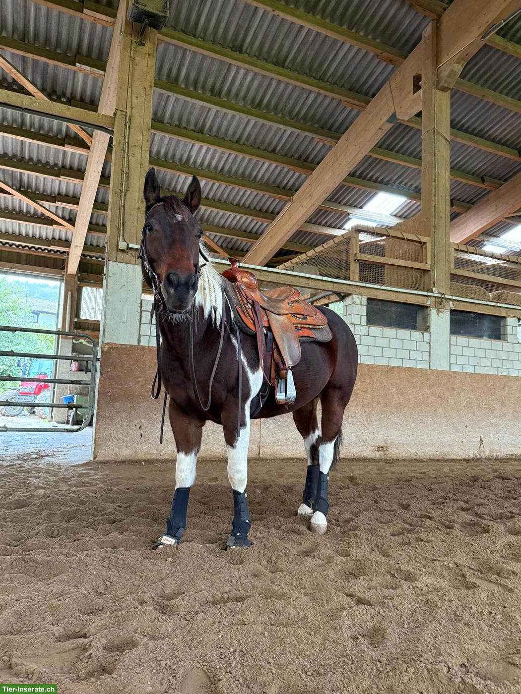 Paint Horse, 13-jähriger Allrounder Wallach sucht neues Zuhause