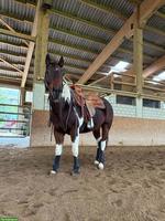 Paint Horse, 13-jähriger Allrounder Wallach sucht neues Zuhause