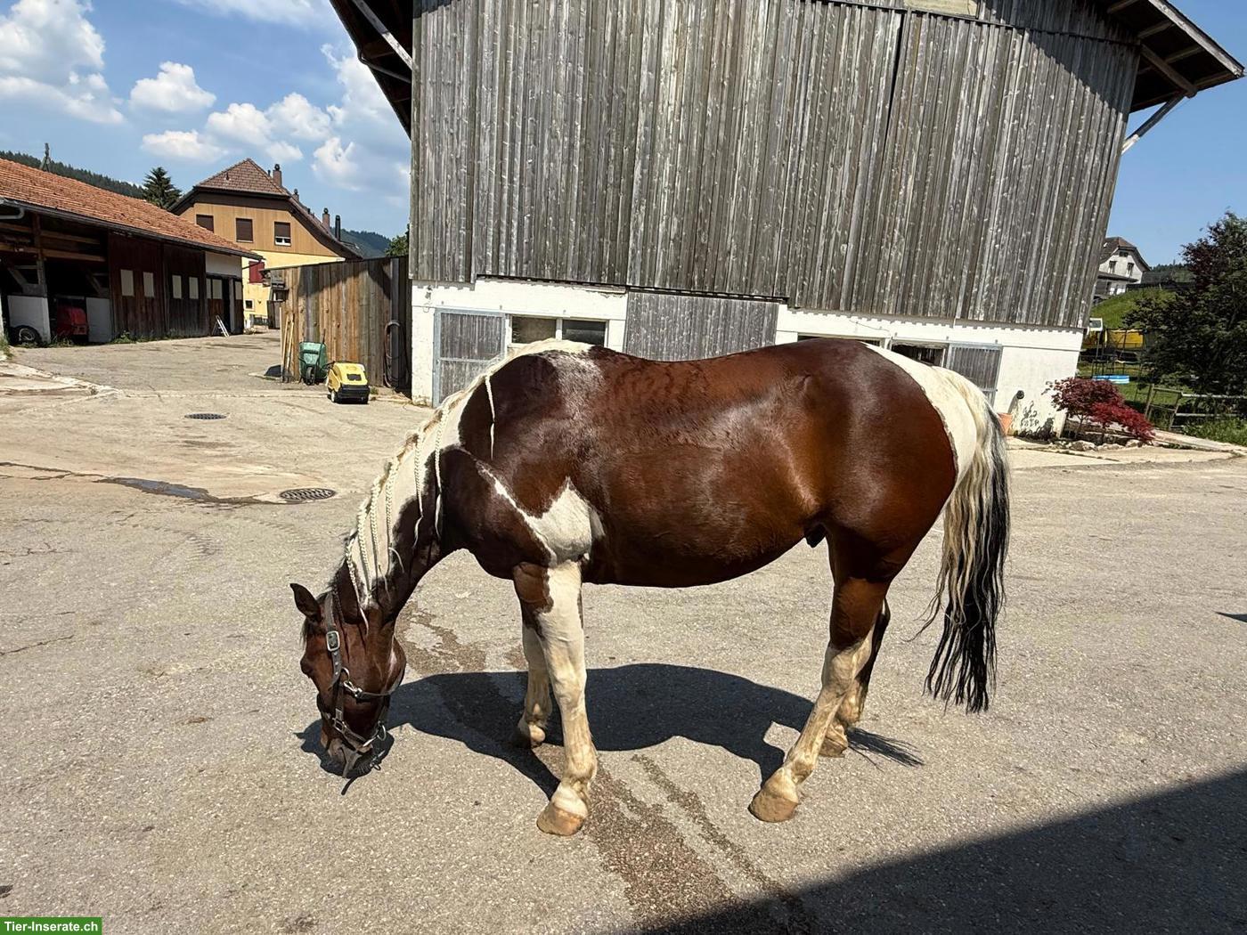 Bild 2: Paint Horse, 13-jähriger Allrounder Wallach sucht neues Zuhause