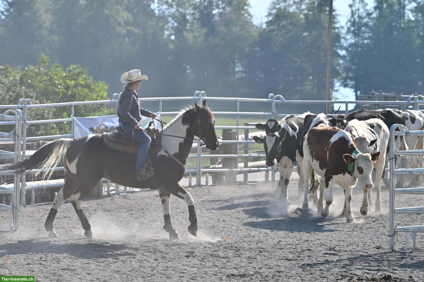Bild 3: Paint Horse, 13-jähriger Allrounder Wallach sucht neues Zuhause