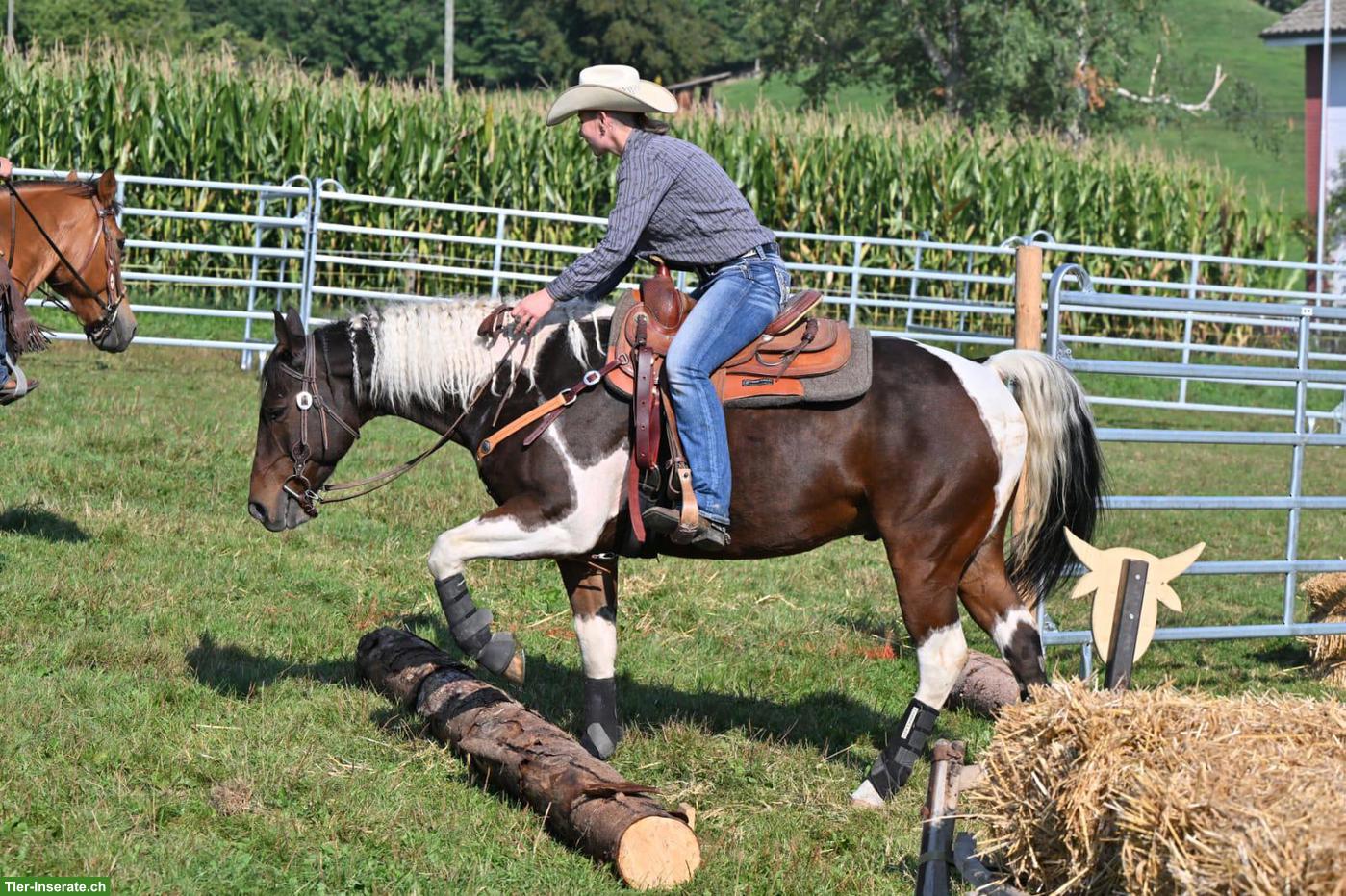 Bild 4: Paint Horse, 13-jähriger Allrounder Wallach sucht neues Zuhause