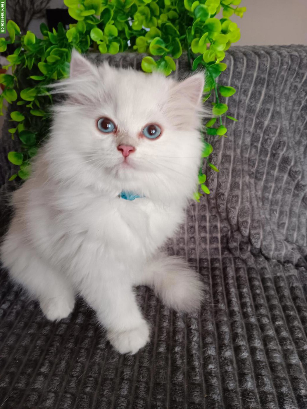 BKH / BLH Kitten 2 mal geimpft, gechipt mit EU Impfpass