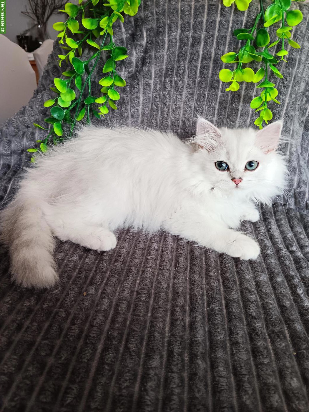 Bild 2: BKH / BLH Kitten 2 mal geimpft, gechipt mit EU Impfpass