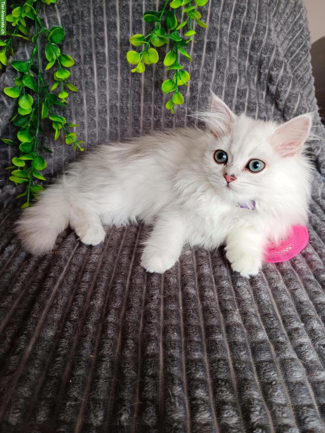 Bild 3: BKH / BLH Kitten 2 mal geimpft, gechipt mit EU Impfpass