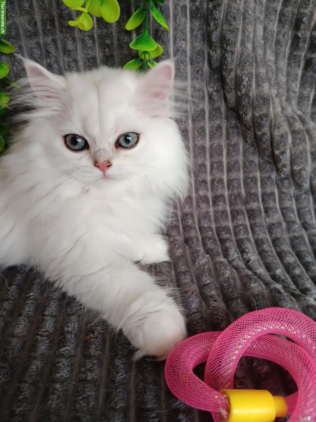 Bild 4: BKH / BLH Kitten 2 mal geimpft, gechipt mit EU Impfpass