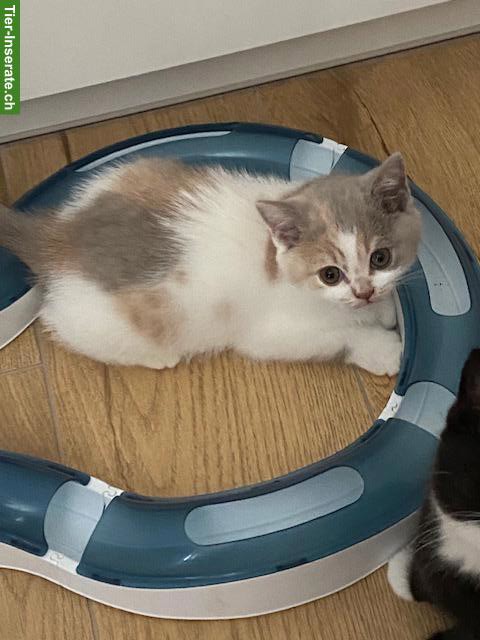 BKH-Kitten zu verkaufen