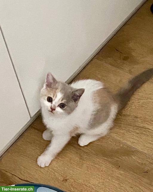 Bild 2: BKH-Kitten zu verkaufen