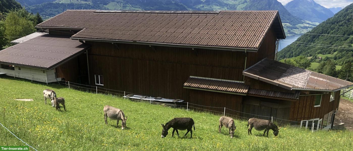Junge Zwergesel zu verkaufen