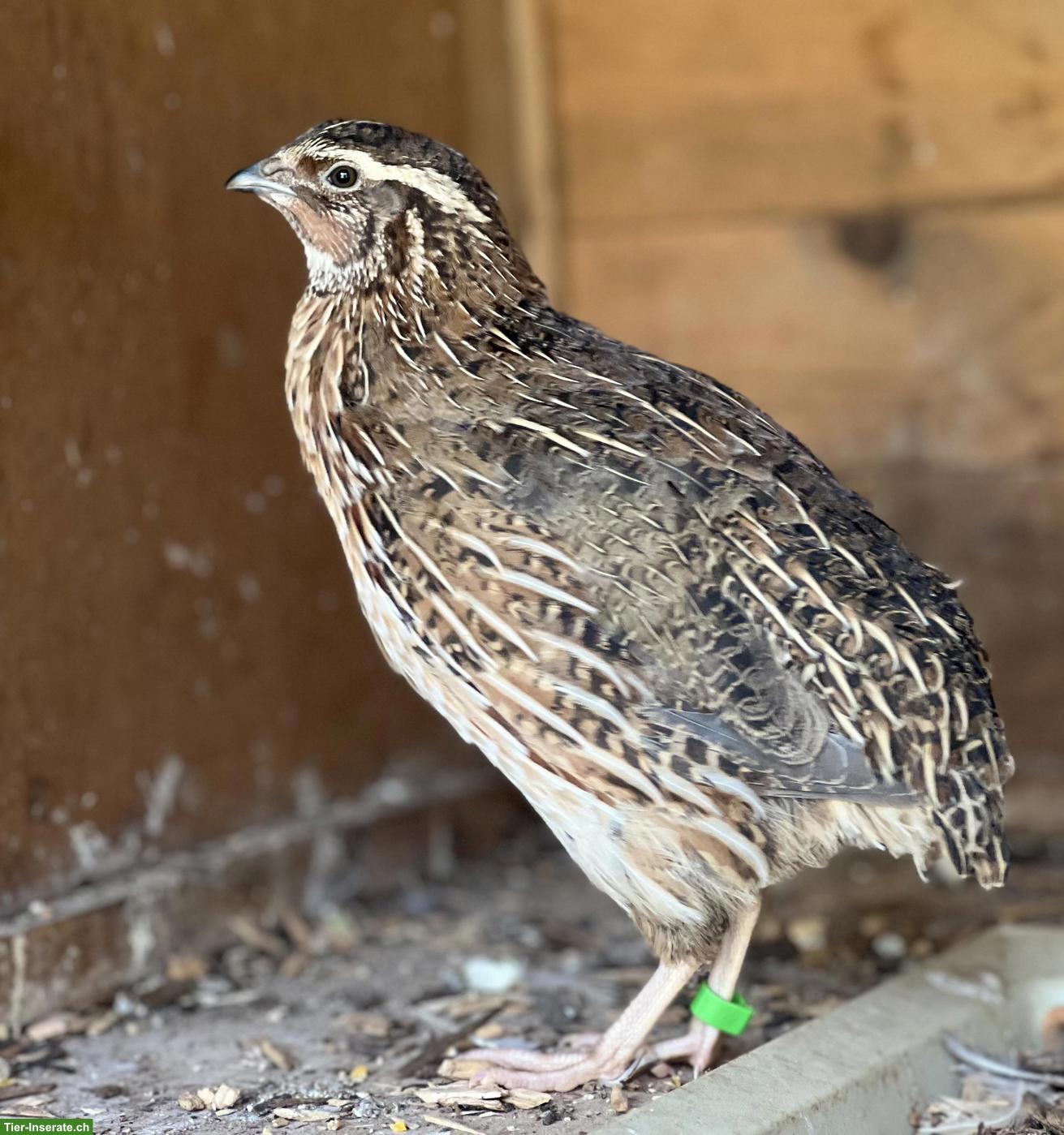 Wunderschöner junger Wachtelhahn abzugeben