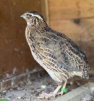 Wunderschöner junger Wachtelhahn abzugeben
