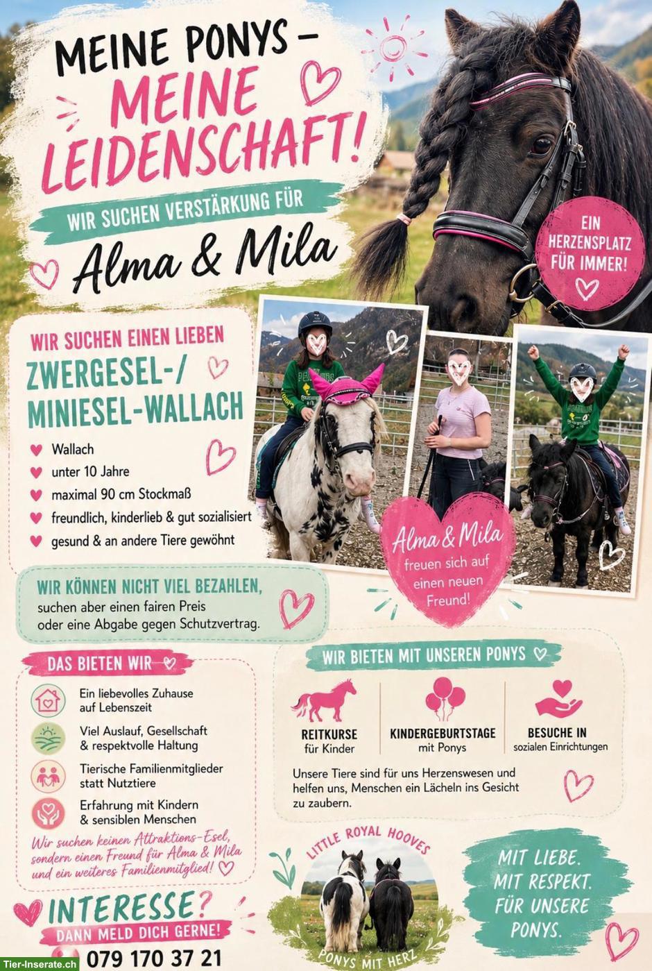 Bild 8: Zwergesel- oder Miniesel-Wallach GESUCHT