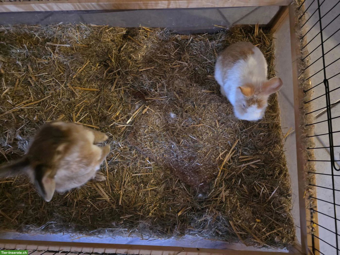 2 Zwerghasen suchen gemeinsam neues Zuhause