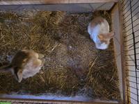 2 Zwerghasen suchen gemeinsam neues Zuhause