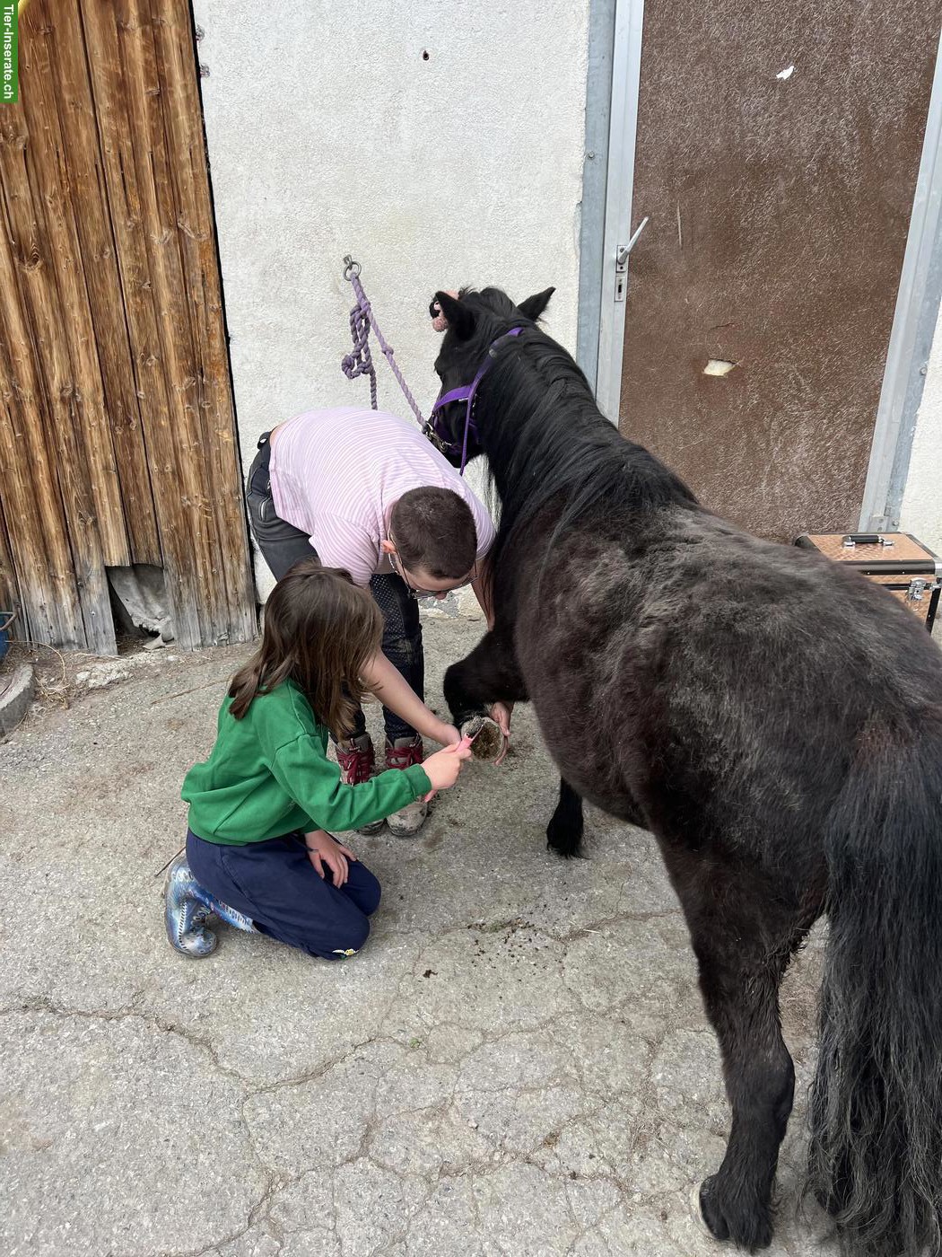 Bild 4: Kleine Ponys, grosse Momente, für strahlende Kinderaugen