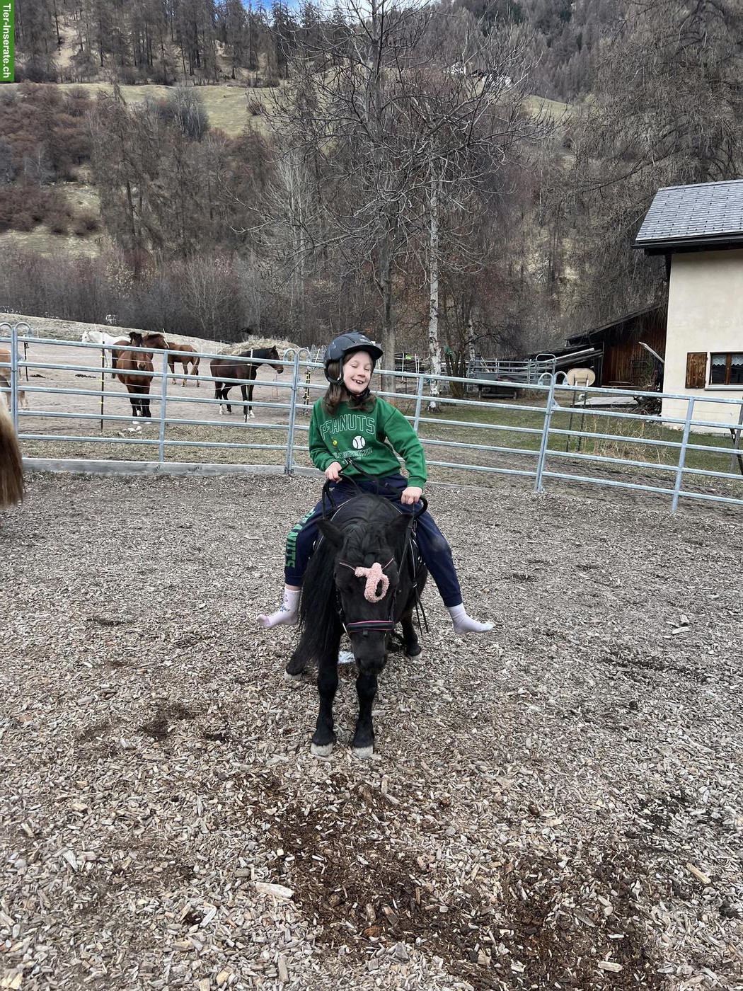 Bild 6: Kleine Ponys, grosse Momente, für strahlende Kinderaugen