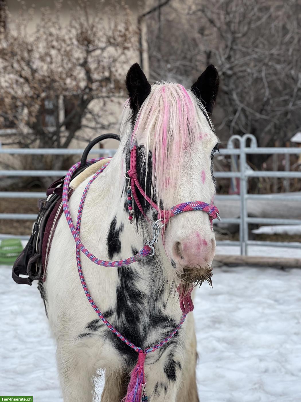 Bild 8: Kleine Ponys, grosse Momente, für strahlende Kinderaugen